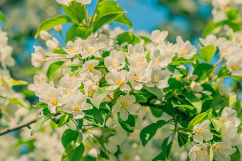 Бесплатное стоковое фото с весна, ветвь, вишня