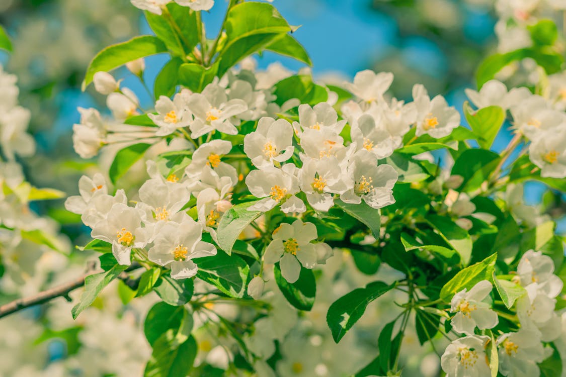 Kostnadsfri bild av blomma, fjäder, flora