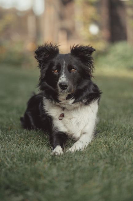 A friendly border collie lying on a grassy field, showcasing its natural elegance and charm.