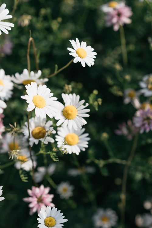 Free A beautiful close-up of fresh white daisies basking in sunlight, showcasing nature's simple elegance. Stock Photo