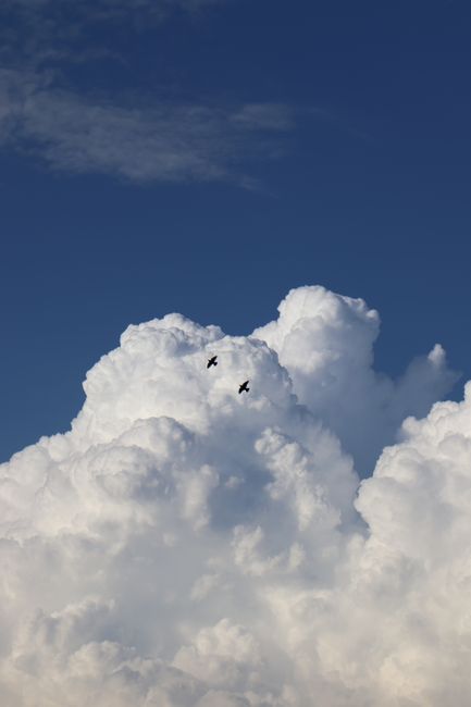 Majestic cloudscape with birds soaring over Viseu, Portugal's blue sky.