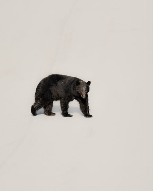 Free Close-up of a black bear walking on a white background, highlighting its natural grace and power. Stock Photo
