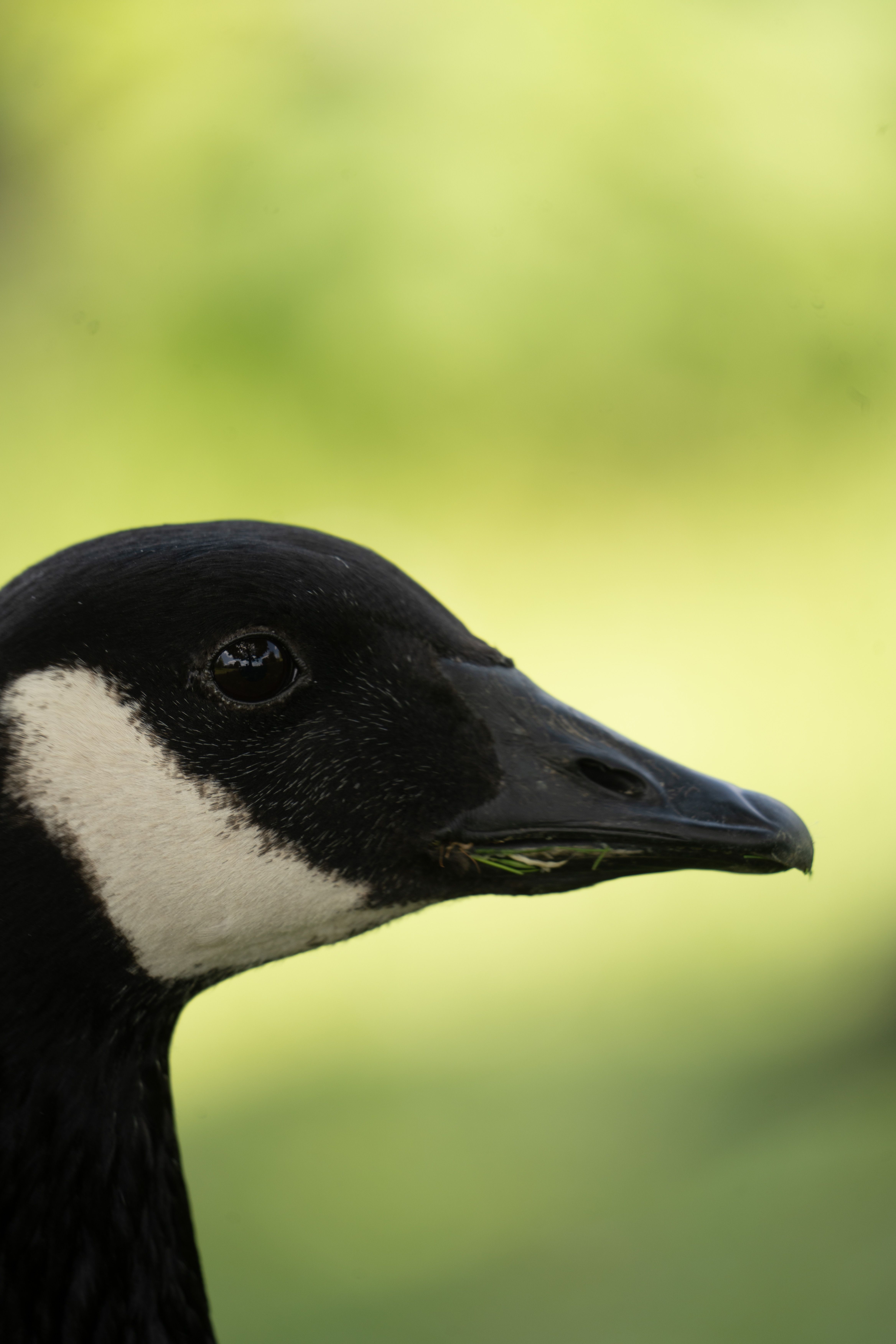 A Portrait of a Goose · Free Stock Photo