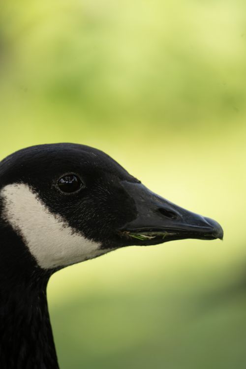 Photo Reference Image Goose A Portrait of a Goose · Free Stock Photo