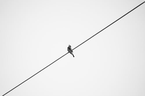 Bird on Wire in Black and White