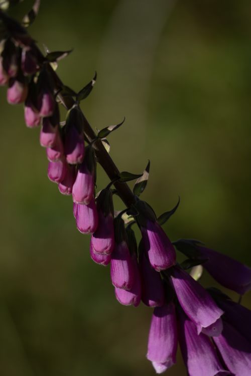 Free Close-up of purple flowers in a lush outdoor garden setting, showcasing nature's vibrant beauty. Stock Photo