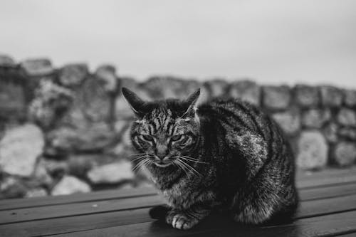 A Little Cat on a Bench in Black and White