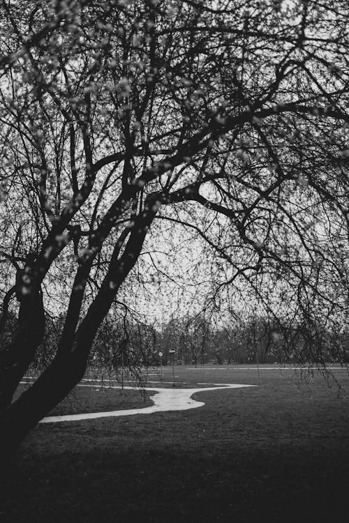 Black and White Photo of a Tree and a Footpath in a Park