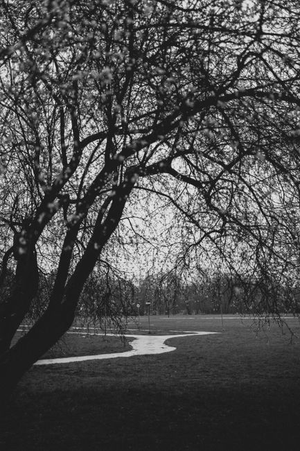 Black and white image of a park scene with pathway and bare tree branches, evoking a moody ambiance.