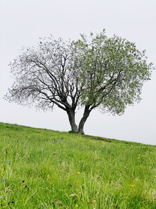 Kostenloses Stock Foto zu bäume, feld, gras