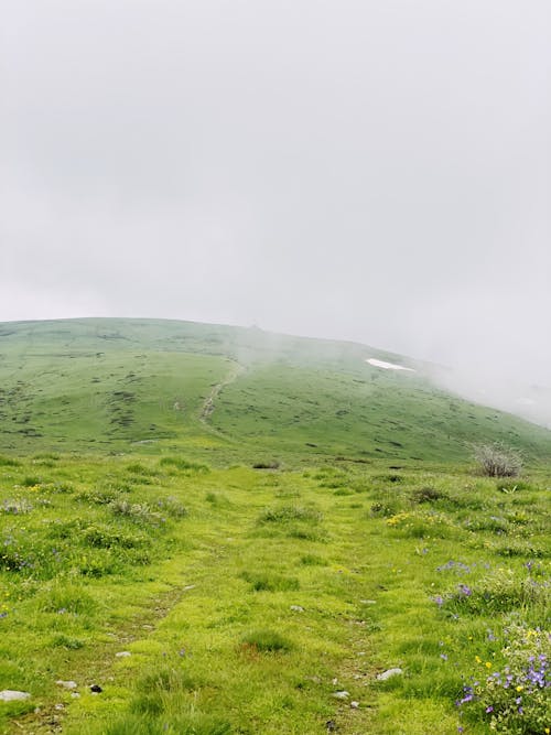 Kostenloses Stock Foto zu gras, grün, hügel