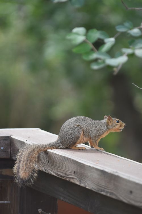 Free Close-up of a squirrel resting on a wooden fence amid lush greenery in a park. Stock Photo