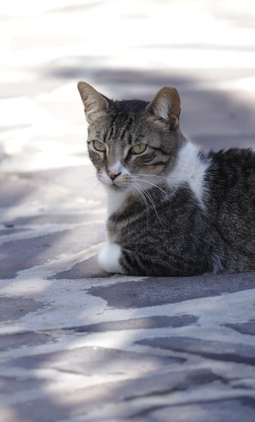 Photo of a Cat Lying on a Stone Pavement