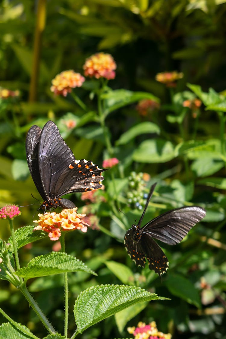 Black Butterflies Among Flowers