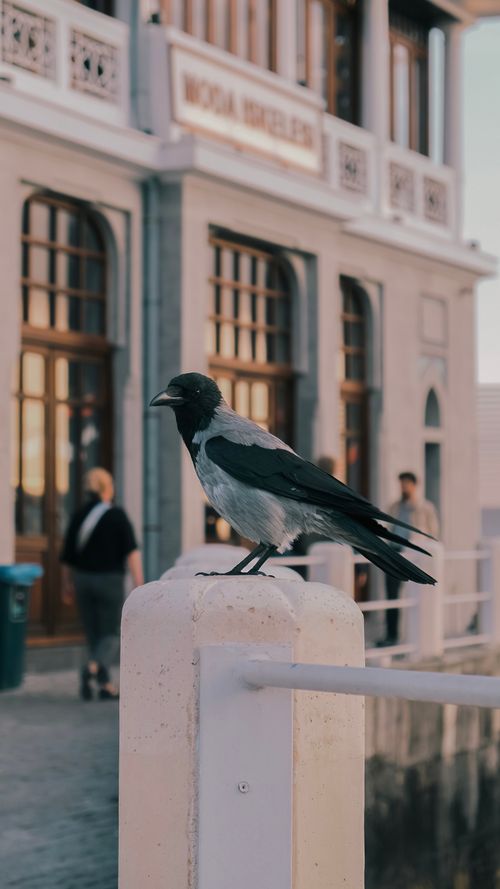 Free Black and white magpie bird perched on a balustrade with an urban townhouse facade in the background. Stock Photo