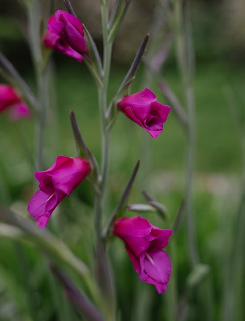 Kostnadsfri bild av anläggning, blommor, färsk