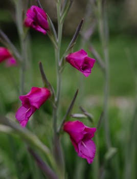 A close-up shot of vibrant pink gladiolus flowers blooming in a lush garden setting, emphasizing natural beauty.