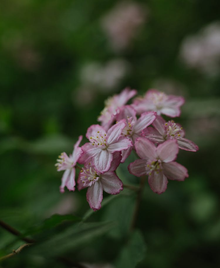 Closeup Of A Pinkish Flower