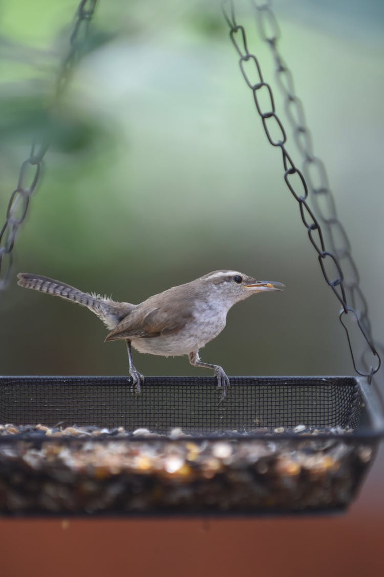 Bewicks Wren At Bird Feeder