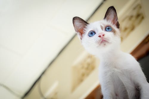 Белый короткий меховой котенок с голубыми глазами
