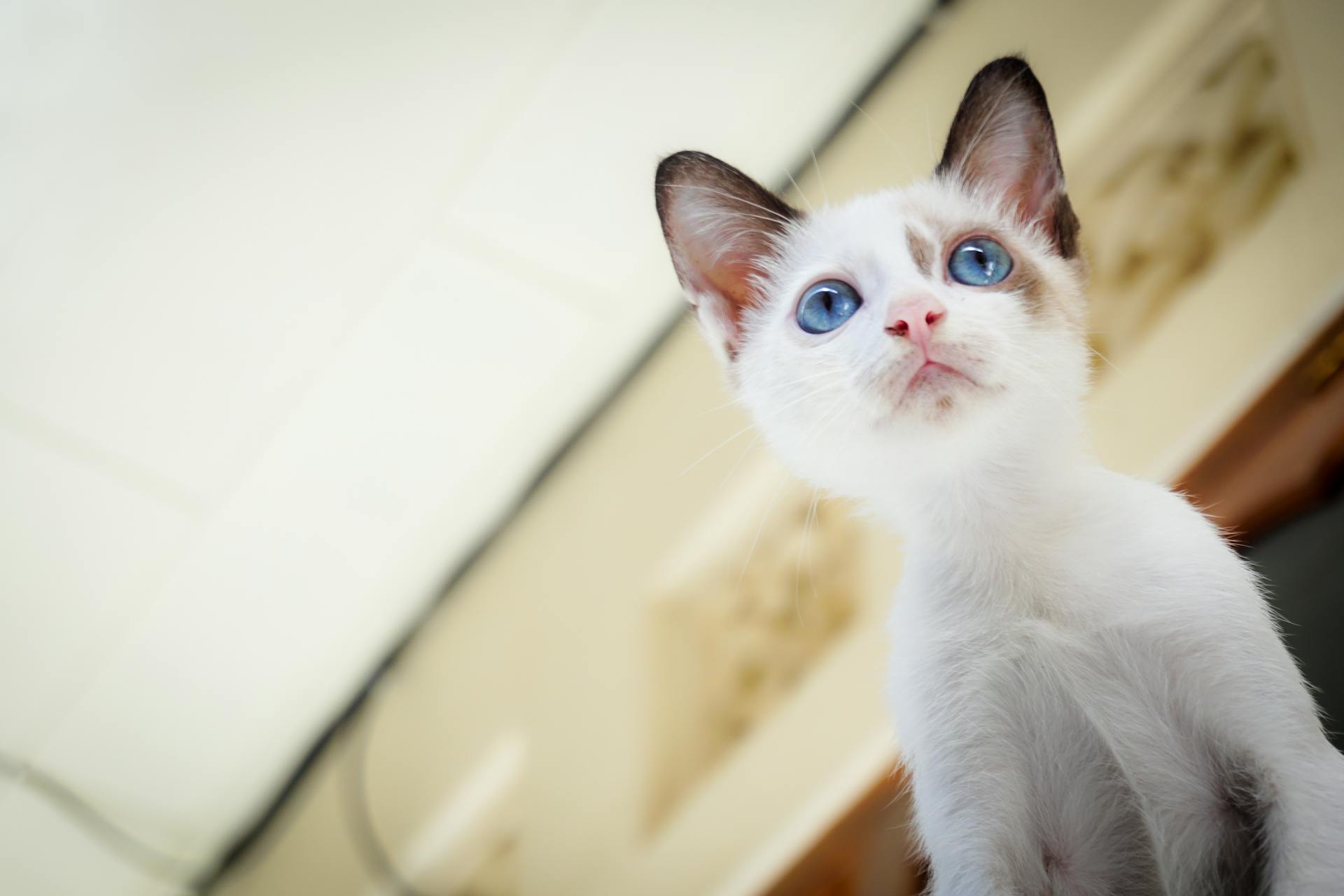 Un chaton à la fourrure blanche aux yeux bleus