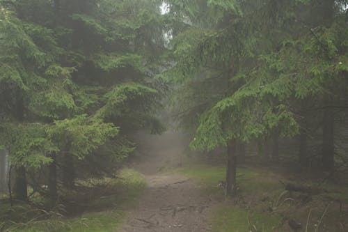 Fotobanka s bezplatnými fotkami na tému borovica, cestička, chodník