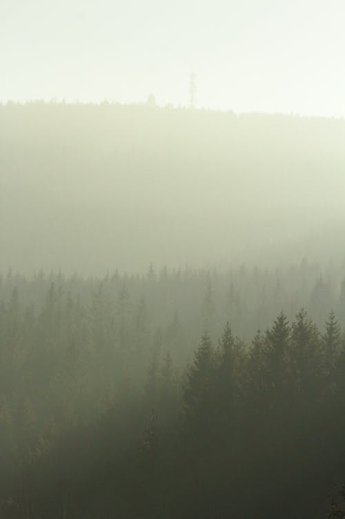 Fotobanka s bezplatnými fotkami na tému borovica, hmla, hora