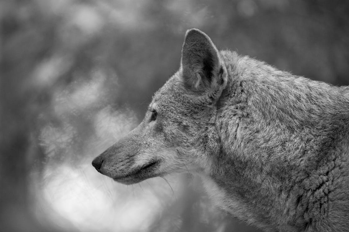 Wolf Head in Black and White · Free Stock Photo