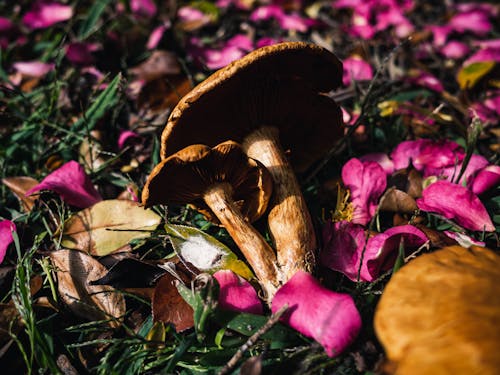 Mushrooms and Petals on Ground