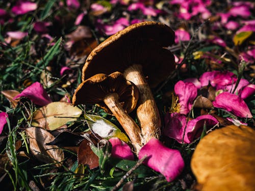 Gratis stockfoto met aarde, bloemblaadjes, champignons