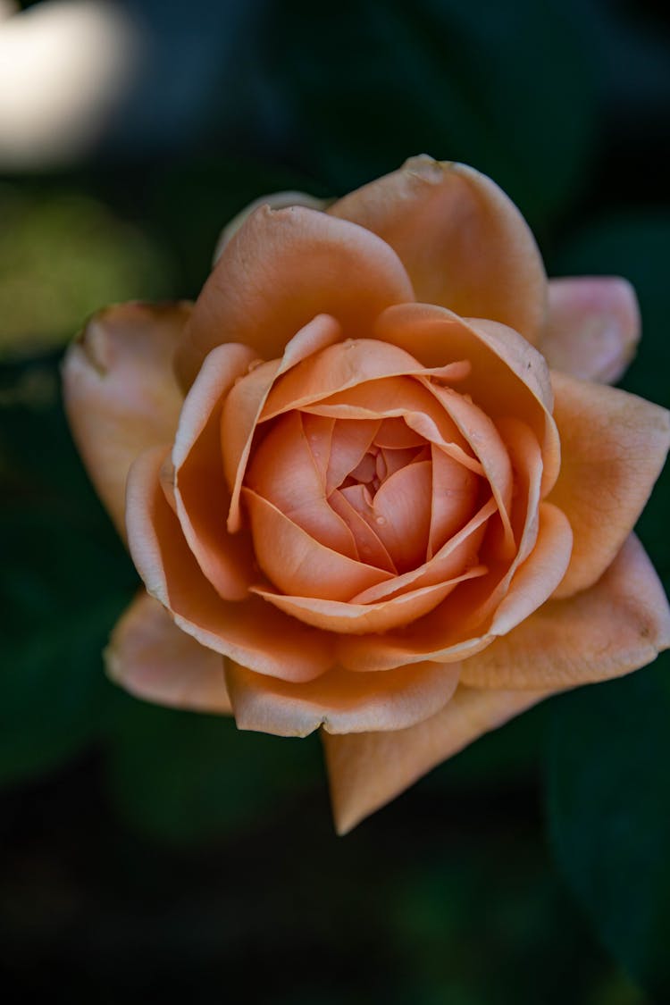 Top View Of Beige Rose 