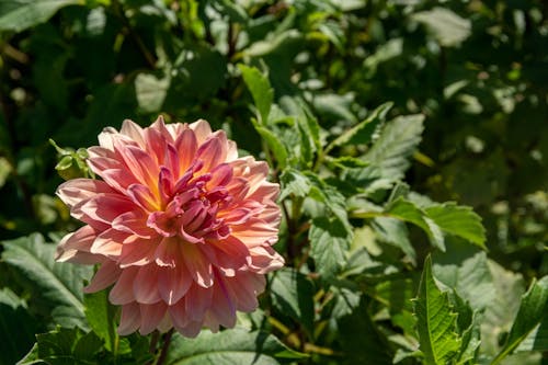 Close up of Pink Dahlia