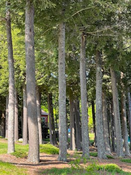 A tranquil view of tall pine trees in a lush green forest during daytime.