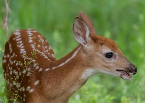 Close-up portrait of a young fawn in a lush green forest, perfect for nature lovers.