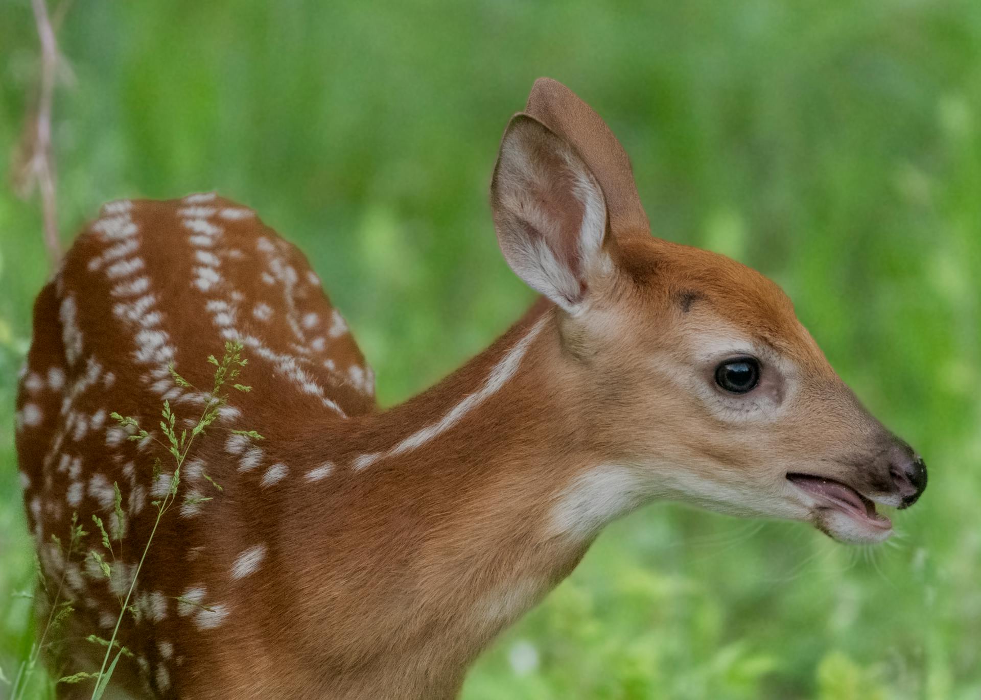 Portrait d'un faon de cerf