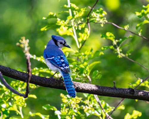 blue jay, dal, doğa içeren Ücretsiz stok fotoğraf