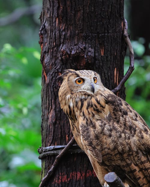 Close up of Owl