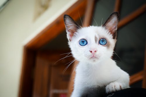 Free Close Up Photography of White Kitten Stock Photo