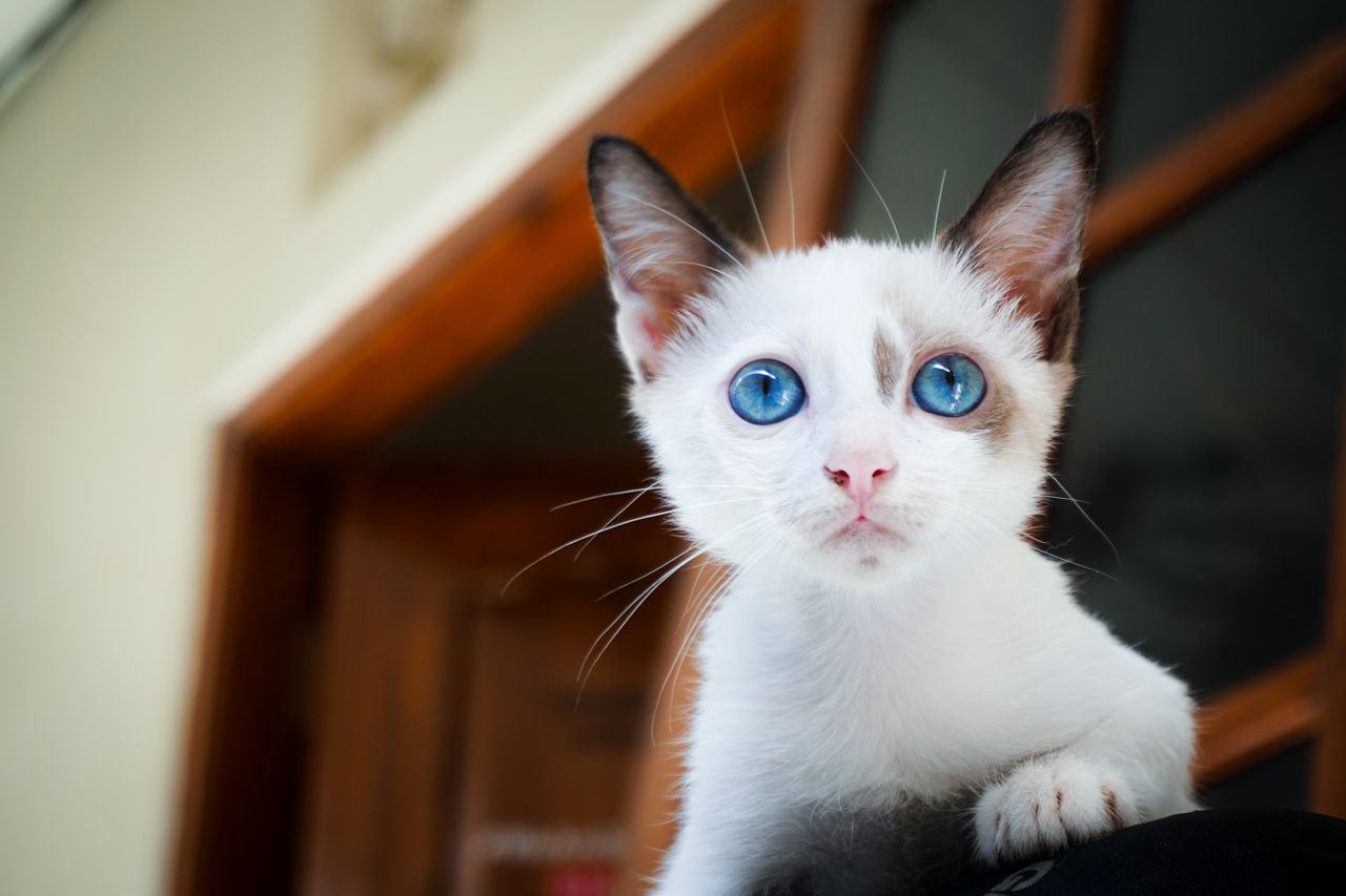 adorable white kitten with striking blue eyes perched in a cozy indoor