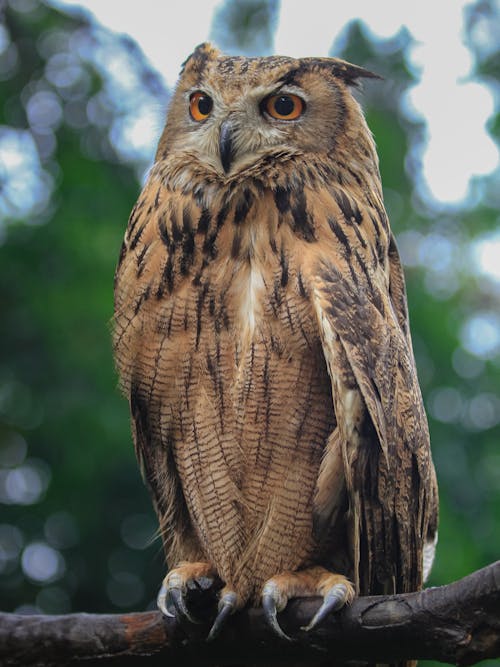 Ilmainen kuvapankkikuva tunnisteilla euroopan kotka-pöllö, lähikuva, lintu