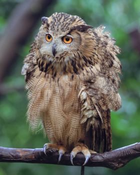 owl photo