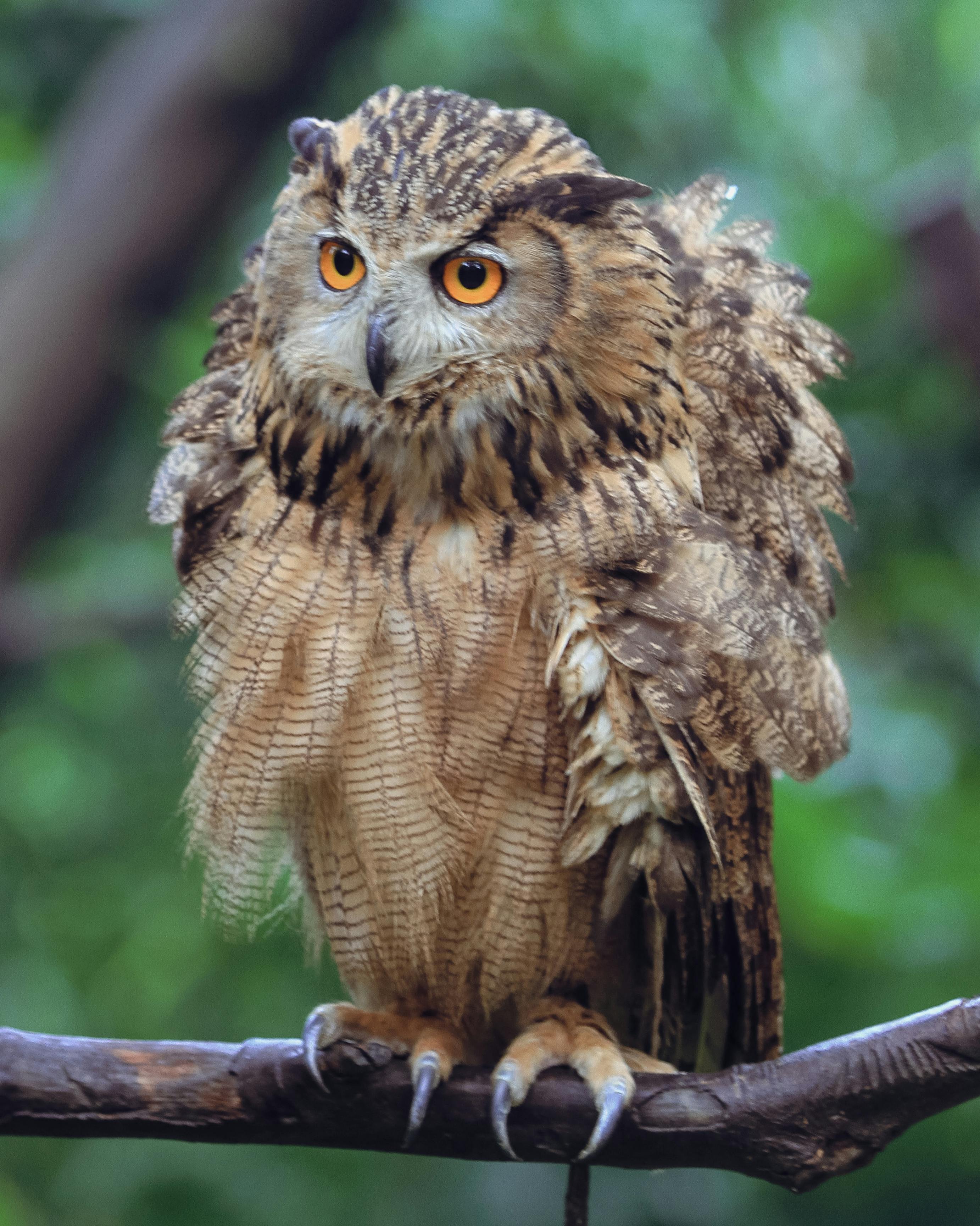 Lesser Horned Owl Sitting in a Cypress Tree · Free Stock Photo