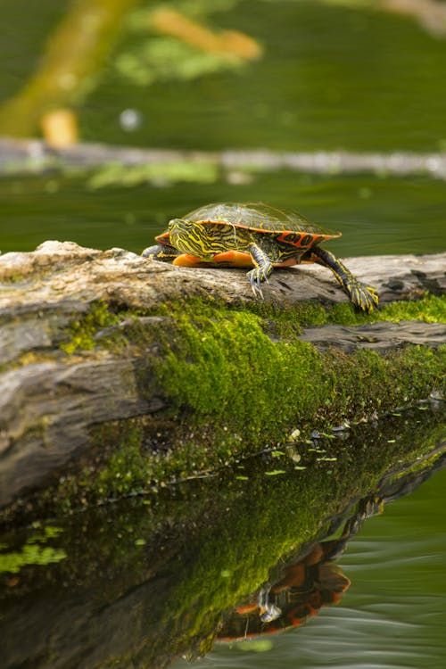 Imagine de stoc gratuită din broască țestoasă, faună sălbatică, fotografie de animale