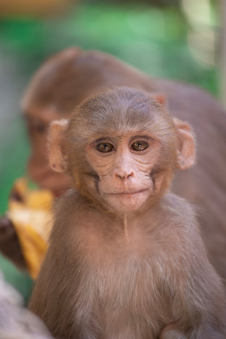 Close-up Of Two Monkeys 