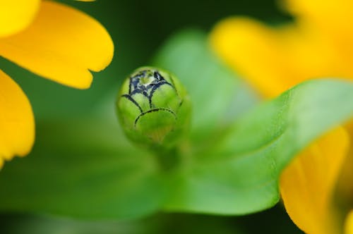 Gratis lagerfoto af Grøn plante, knopt, natur