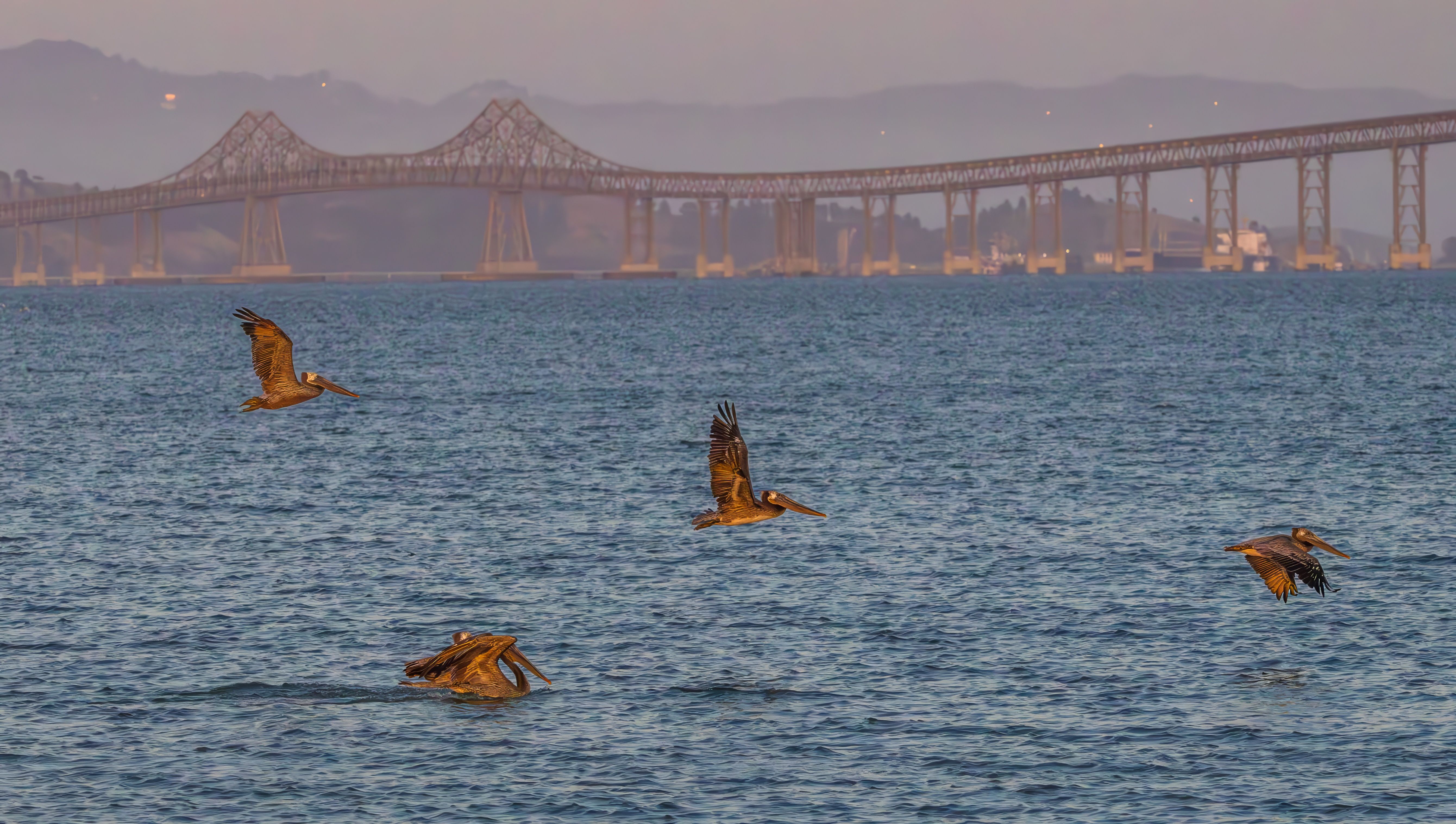 A group of pelicans soaring over the ocean with a bridge in the background, capturing a serene coastal scene.