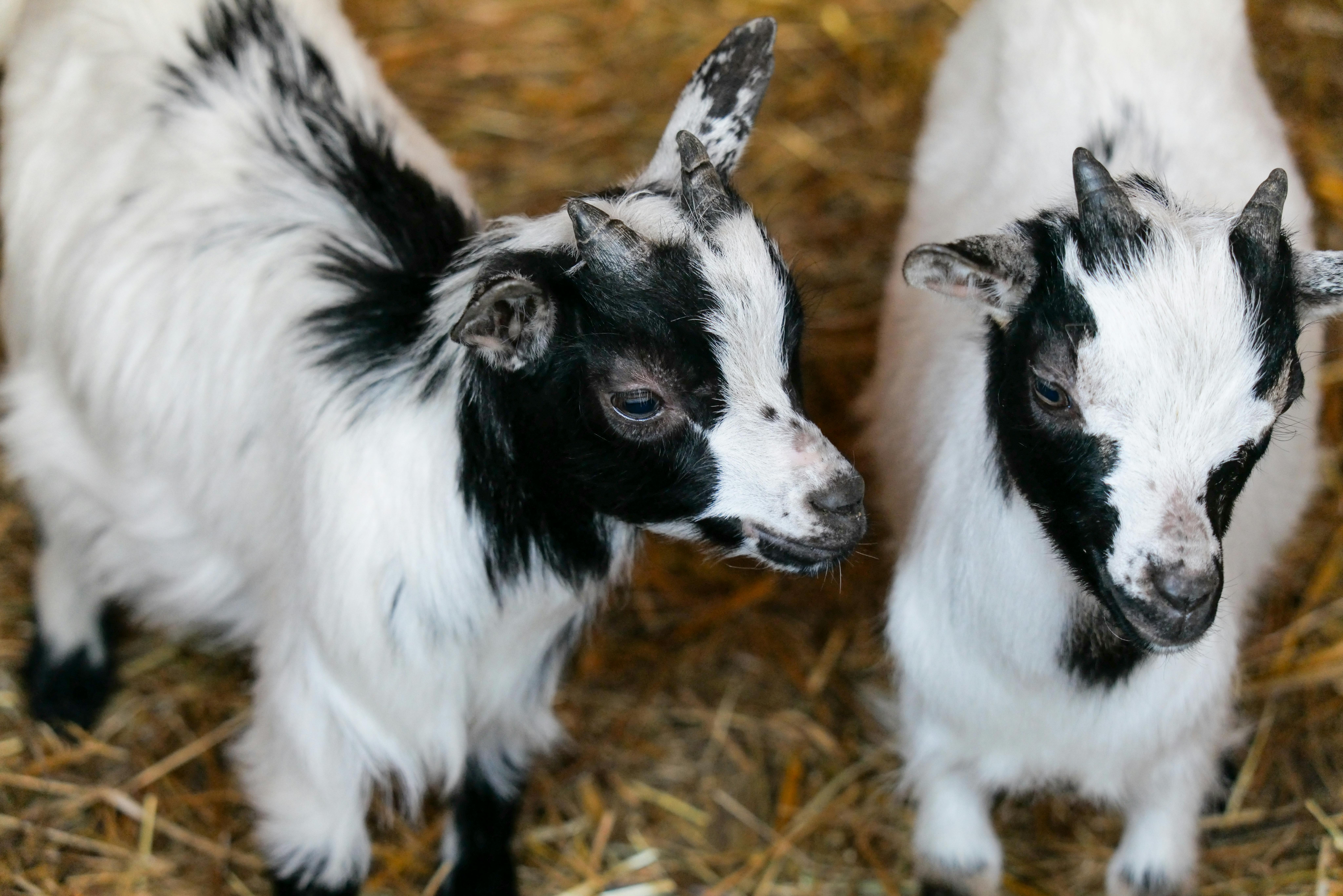 Hay Bedding Photos, Download The BEST Free Hay Bedding Stock Photos