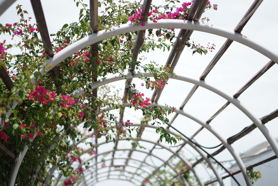 Blooming bougainvillea climbing a graceful pergola arch, enhancing garden beauty.