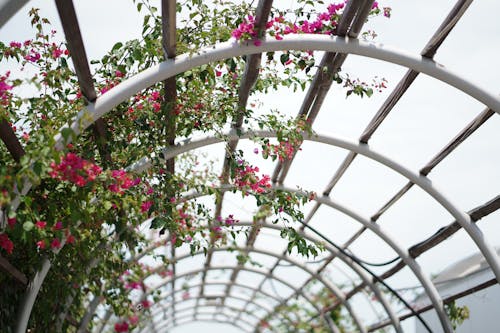 Gratis arkivbilde med blomster, blomstre, bougainvillea