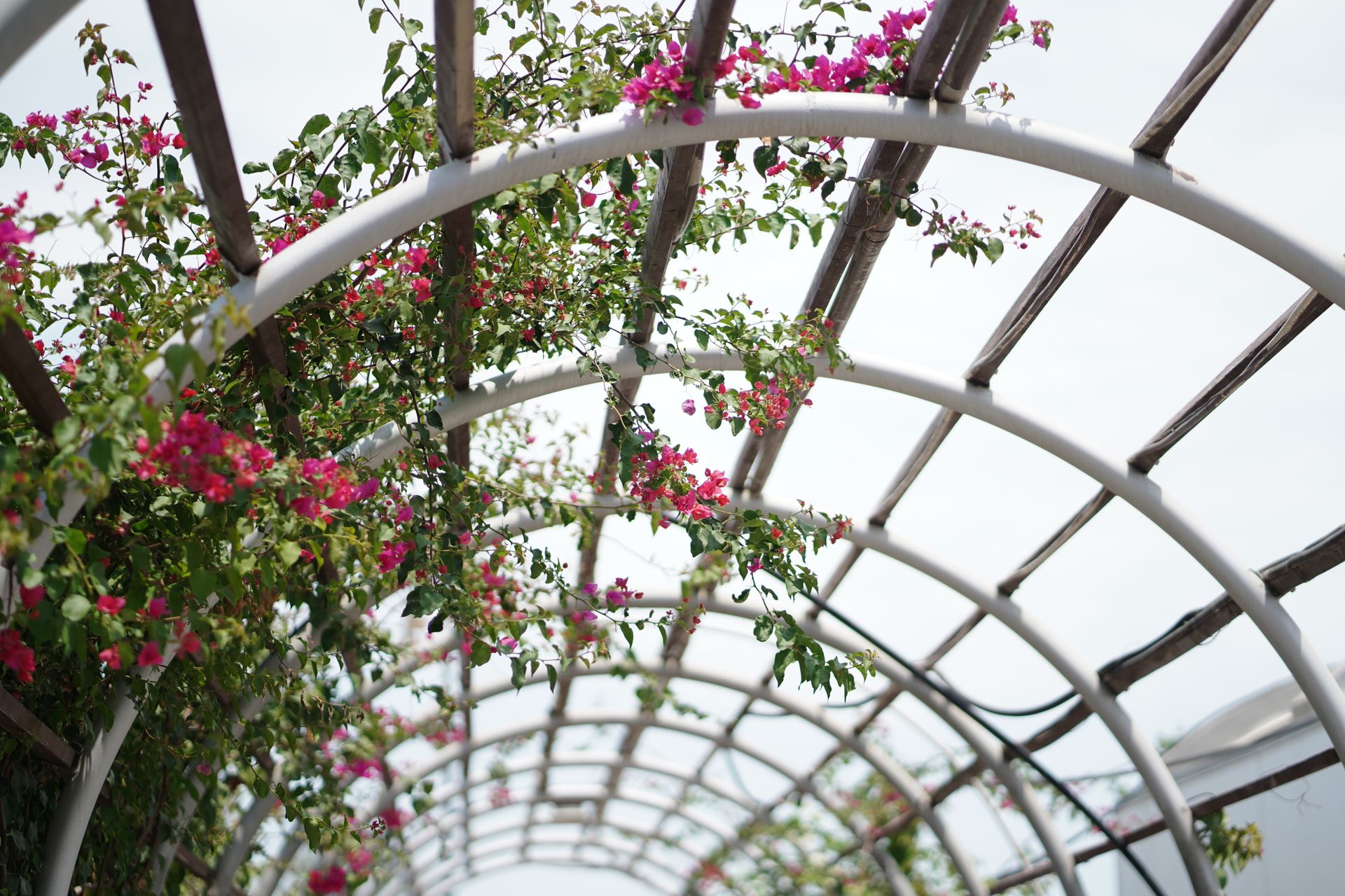 Blooming Bougainvillea Flowers Climbing on Top of Pergola Arch